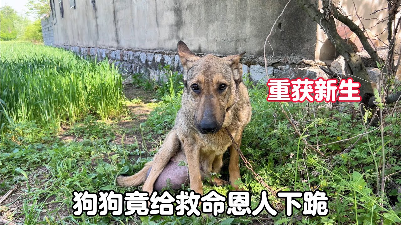 狗狗患有疝氣被遺棄，手術後竟下跪感謝救命恩人，如今命運已改變