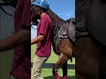 Horse Crossing🔥