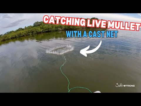 Beginner Tactics For Catching Mullet With A Cast Net 