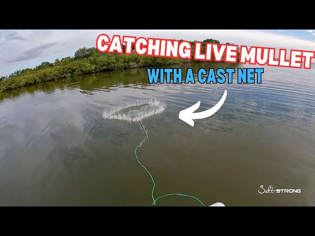 Beginner Tactics For Catching Mullet With A Cast Net 