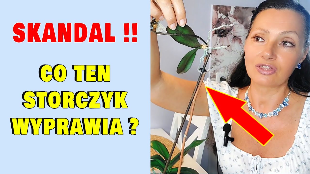 NIGDY nie widziałam tak wyrodnego storczyka!