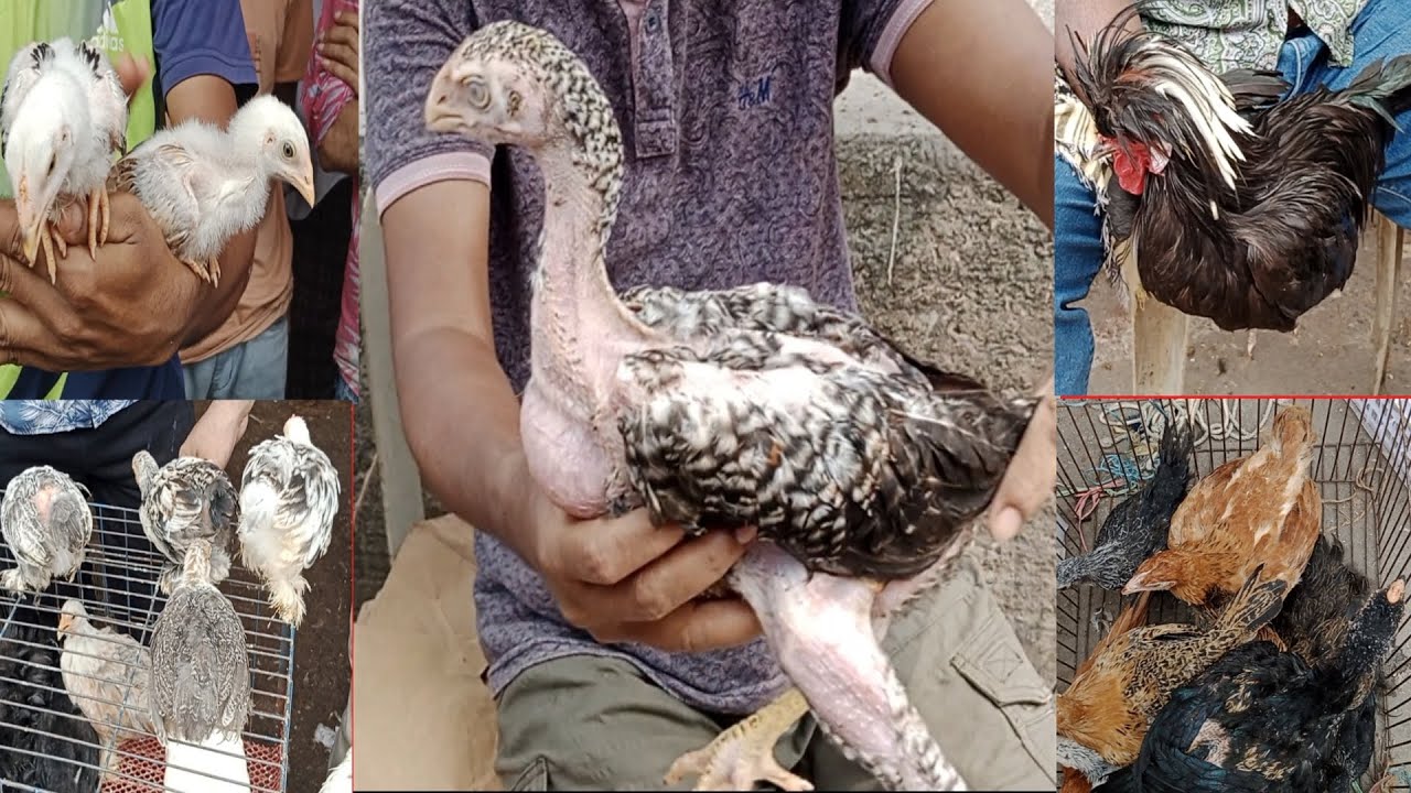 (69)কাপতান বাজার মুরগির হাটে ফেন্সি মুরগি এবং আসিল বাচ্চার দাম জানি। Aseel & Chicken BD।