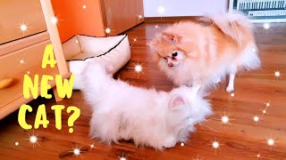 Funny Dog And Cats' Reaction to Toy. FAKE Cat Prank | Three Petsonalities