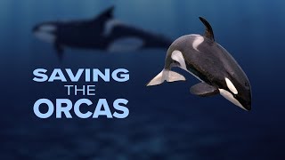 SAVING THE ORCAS: Can reducing boat noise help with orca recovery?