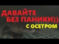 ДАВАЙТЕ БЕЗ ПАНИКИ)) С ОСЕТРОМ