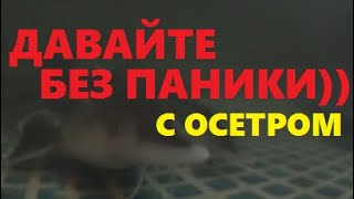 ДАВАЙТЕ БЕЗ ПАНИКИ)) С ОСЕТРОМ