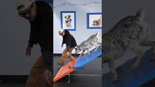 I Tried Agility Training My Dog… Day 3 Results 🤯