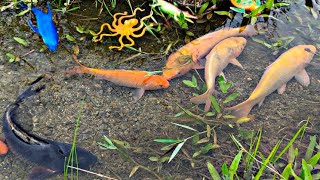 Menangkap Ikan Koi, Ikan Hias, Ikan Mas, Dan Mainan Hewan Laut, Hiu, Gurita, Lobster Penyu Part180