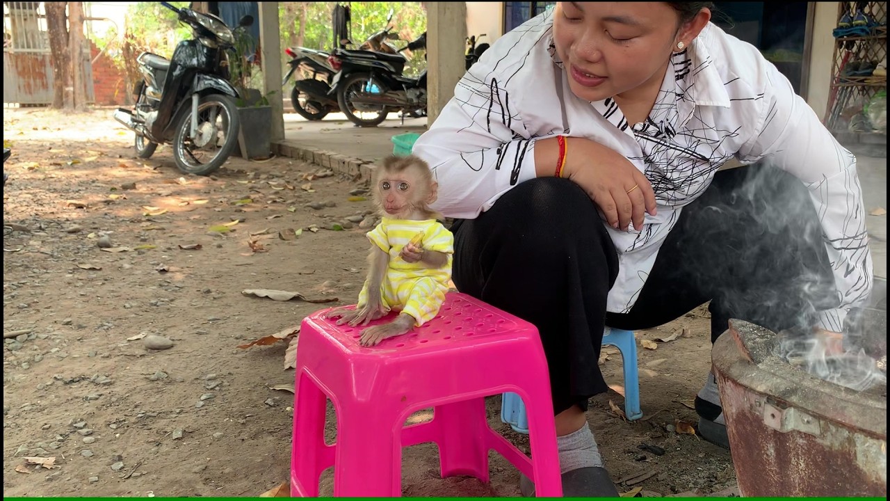 Baby monkey  eat mango while mom busy cook