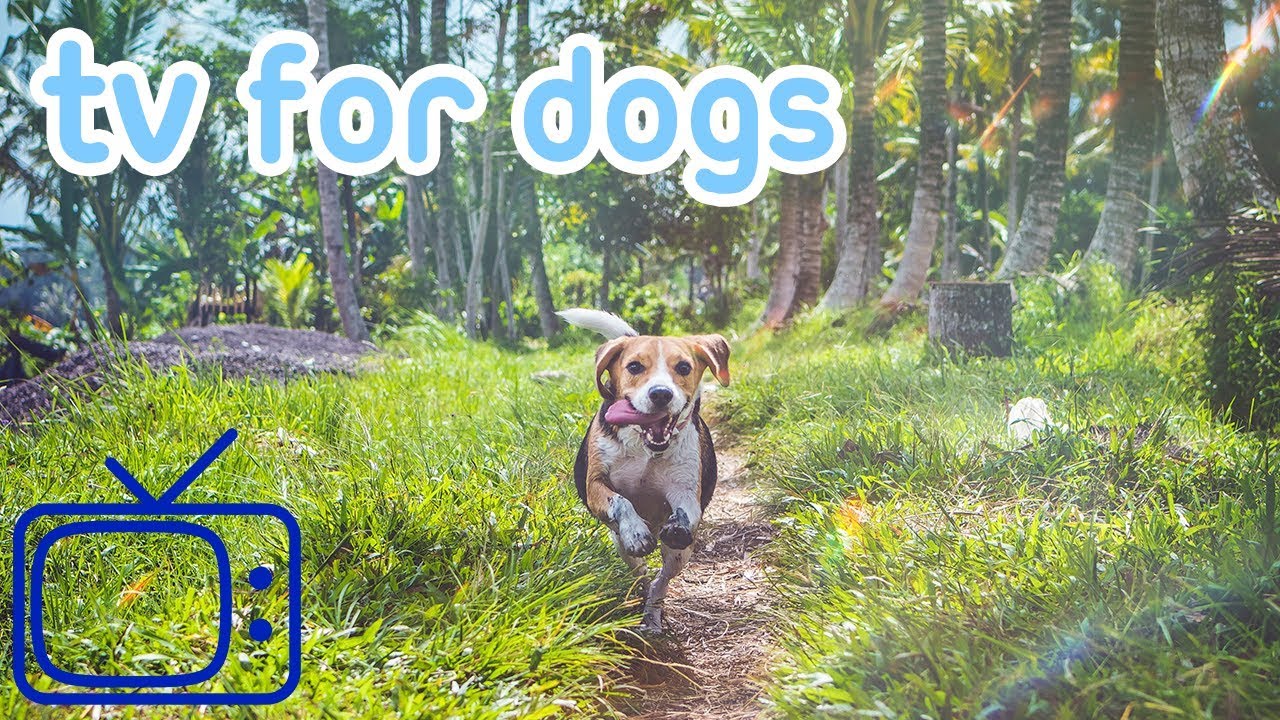 NEW and IMPROVED Entertaining TV for Dogs! Chill Your Dog! YouTube