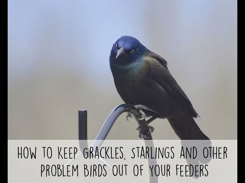 How to Keep Grackles, Starlings and Other Problem Birds Out of Your Feeders