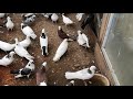бакинские голуби #бакинскиеголуби #голуби #bakigoyercinleri #pigeons