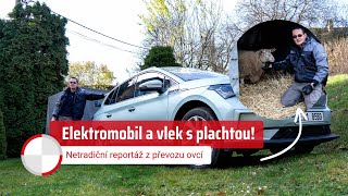 Elektromobil a vlek s plachtou. Netradiční reportáž z převozu ovcí