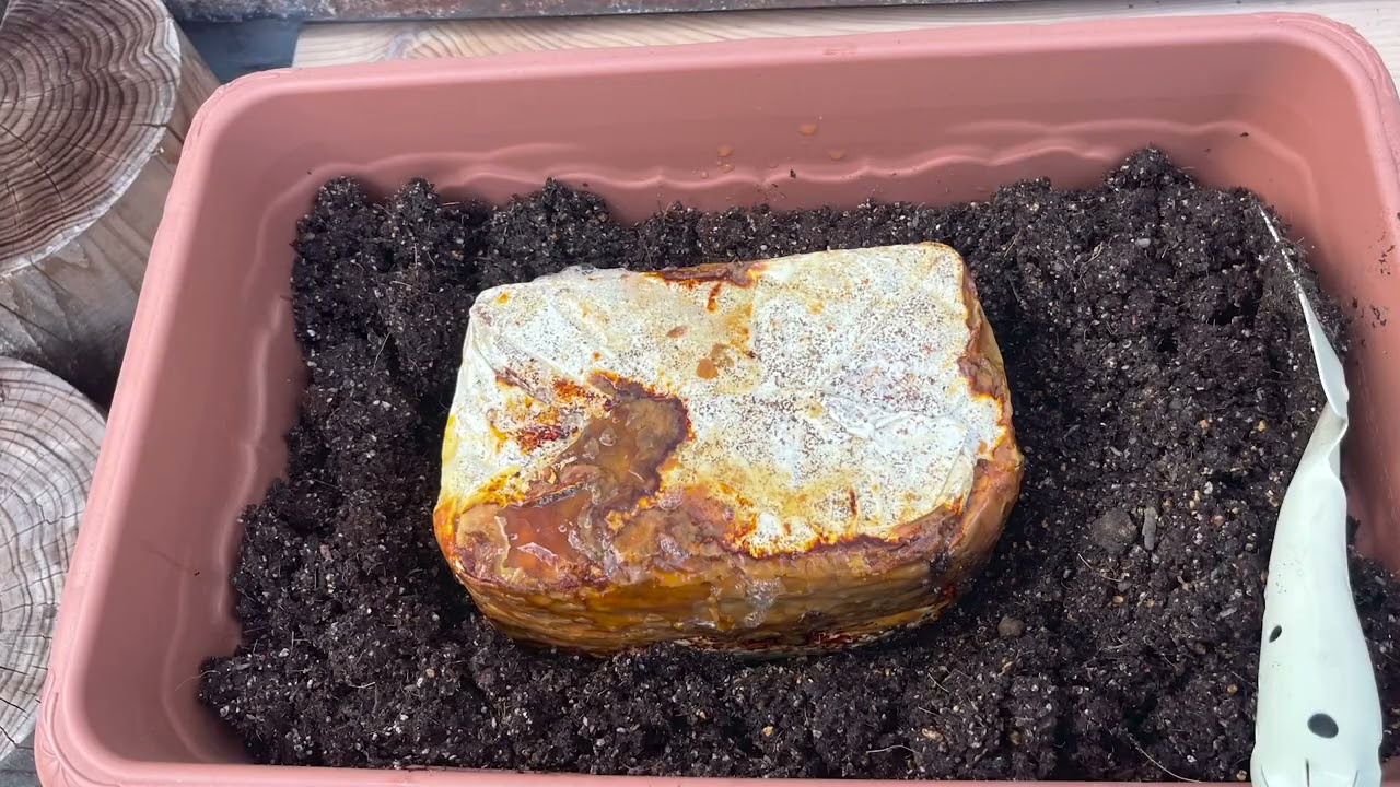 素人だけどプランターにマイタケ菌床植えてみた