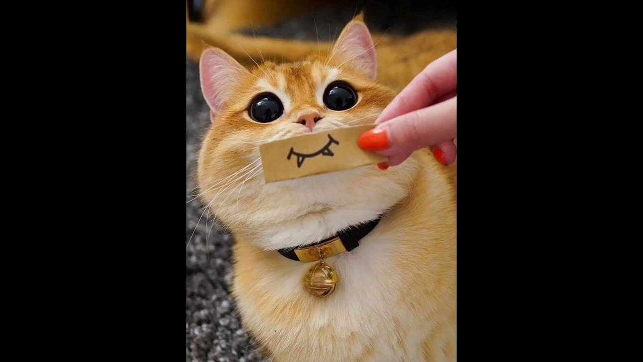 Усы, лапы и хвост 🐈вот их документы - YouTube