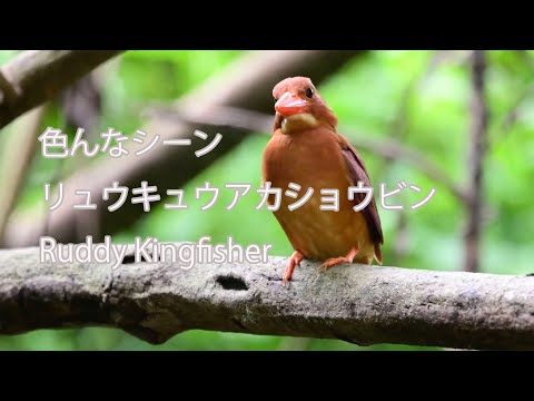 【色んなシーン】リュウキュウアカショウビン Ruddy Kingfisher