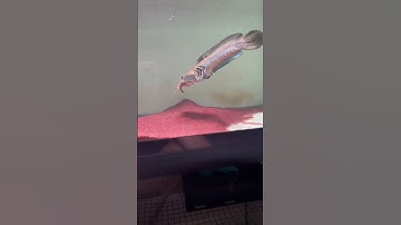 cá lóc săn mồi nhái #casanmoi #loccanh  #locphaohoa