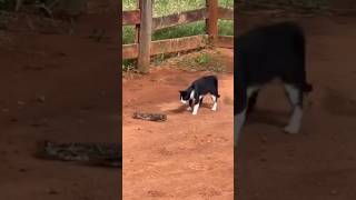 Cat vs Snake: The Lightning-Fast Reflexes That Shock Everyone! ⚡🐱🐍 #shorts