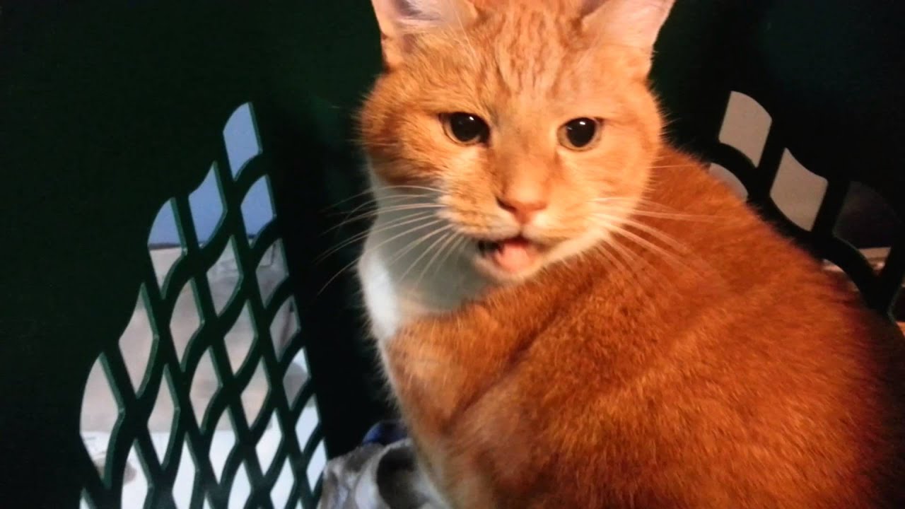 Silent meowing squeaky B in a basket - YouTube