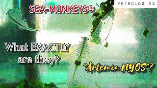 Are SEA-MONKEYS® really special? | "Artemia NYOS" scrutinized | Part 1? | VeirdLOG 52b