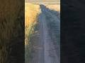 Little hare 🐰 runs along a field road / Зайчёнок 🐰 бегает по полевой дороге #bunny #bunnies #hare