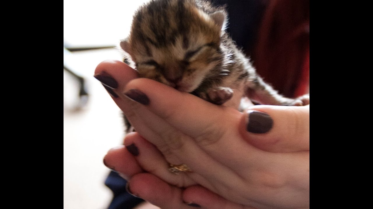 Beenafish Kitty Live Stream - 5 days old