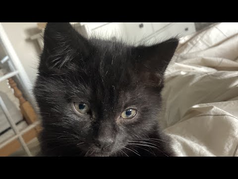 Meet Luigi!!!!