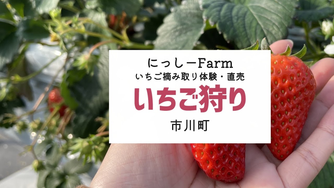 Ichikawa Town] Strawberry picking spot opens! All-you-can-eat