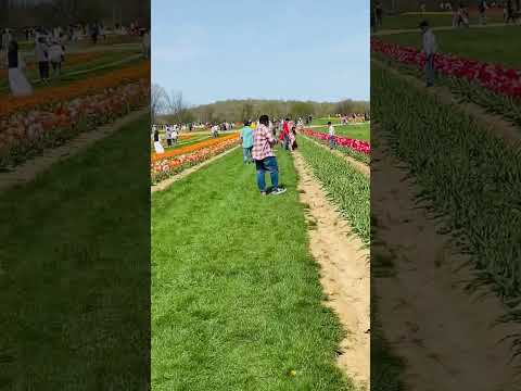 #beautiful #nature #viralvideo #Tulip ￼#newvideo #youtubeshorts #short ￼