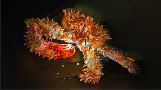 Колючий краб | Spiny crab