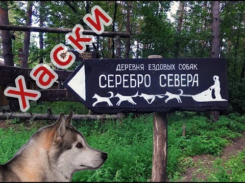 Деревня ездовых собак - хаски 