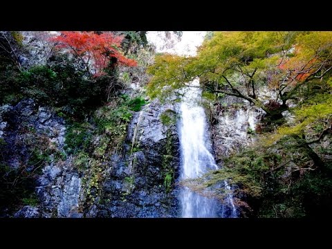 (4K)大阪・箕面の滝 紅葉 -  紅葉巡り2015 日本旅遊