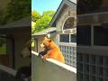 16-Year-Old Sammie Barking Again by the Pool!
