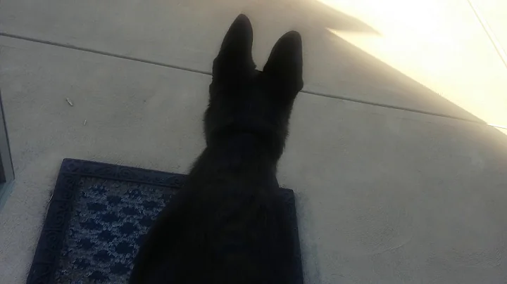 FATTEY CHICKEN Legs meets the outside world