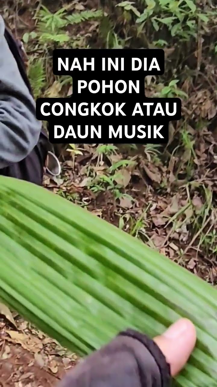 Daun Dzikir Dari Pohon Congkok