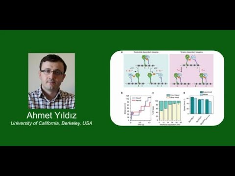 Mechanism and Regulation of Motor Proteins | Ahmet Yıldız