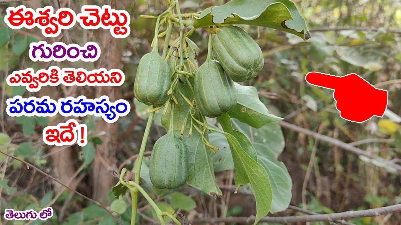 ఈశ్వరీ చెట్టు గురించి ఎవ్వరికీ తెలియని పరమ రహస్యం ఇదే ! || Aristolochia Indica ( Eshwari Chettu )