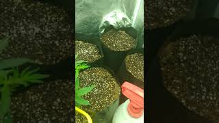 Unpackaging Supreme Seeds. Not happy. Also checkup on Buddha Kush Auto one week review