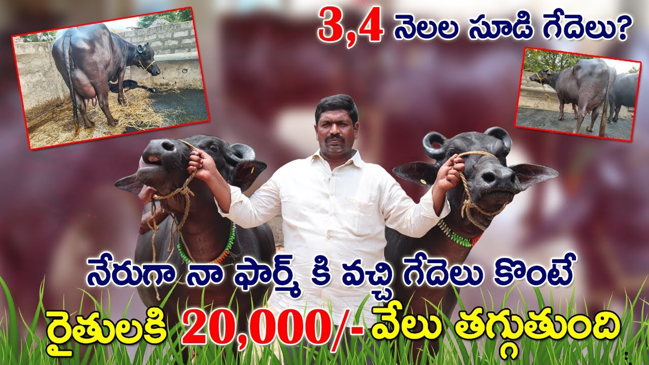 తక్కువ ధరలో ముర్రా జాతి గేదెలు అమ్మకానికి కలవు | 9951107656 | Murrah buffaloes for sale | CBNews