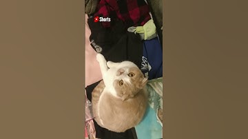 Create your own short to The Joker And The Queen using #SheeranShorts. Only on YouTube #Shorts