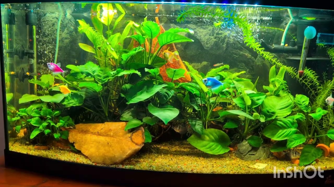 Neoni,rodostomus,tetra glow multicolor, cory,ancistrus, Beautiful community Aquarium 2026