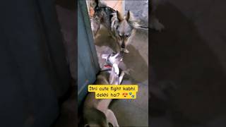 Fun with My Doggies🐶🤣#ytshorts #cutedog #dogshorts #viralshorts