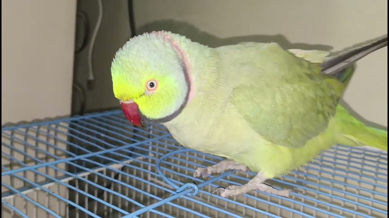 Angry Mithu Ki Talking Video  