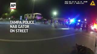 Police officers 'arrest' 9-foot alligator roaming streets near NFL stadium