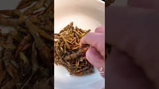Making Balm Of Gilead - Foraging And Crafting Cottonwood Bud Salve