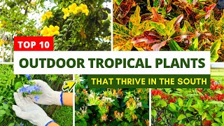 Top 10 Outdoor Tropical Plants That Thrive in the South ✅