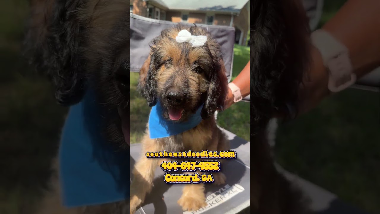 Meet KoKo Puff Video