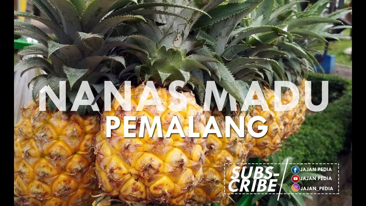 NANAS MADU PEMALANG, MENJAJAH JAKARTA!! 