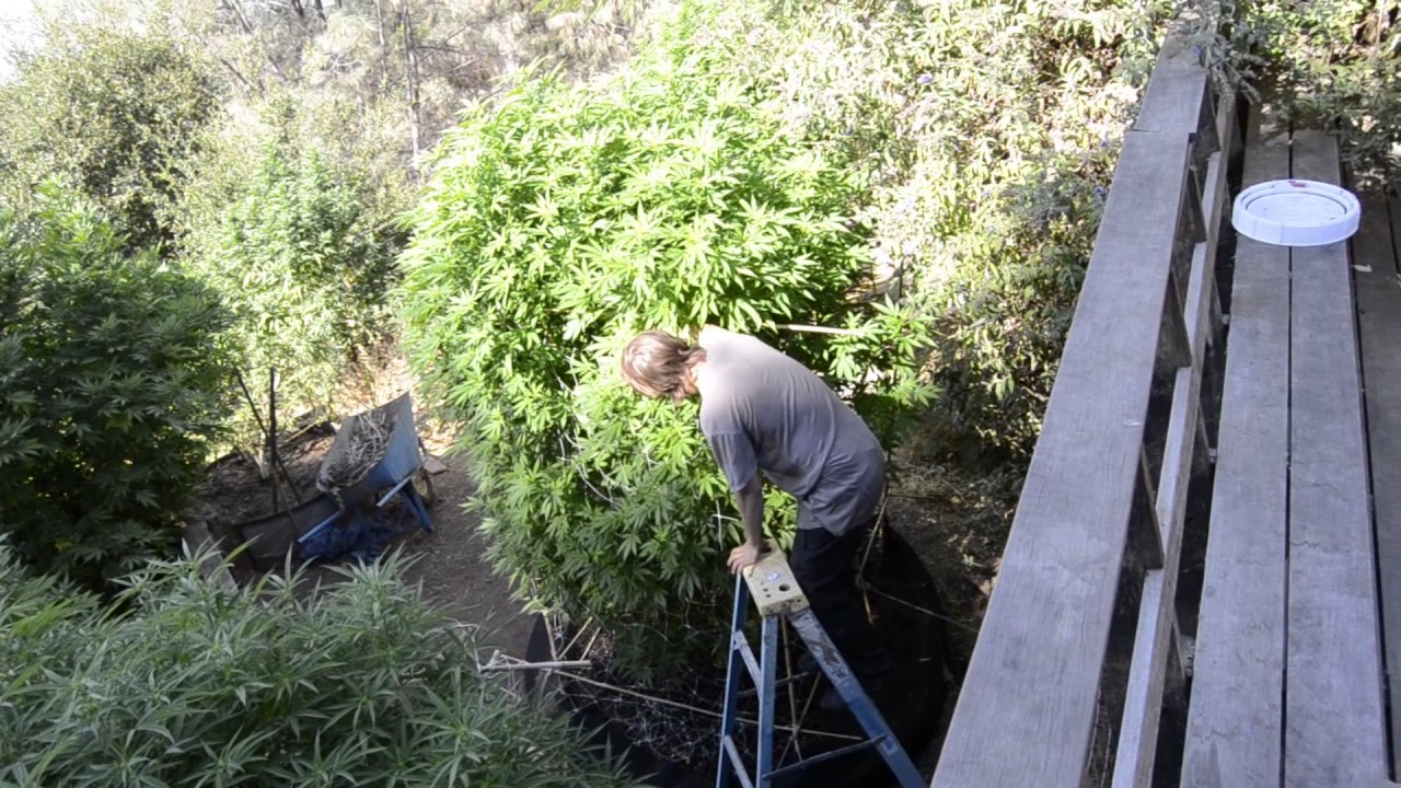 2017 outdoor grow huge plants
