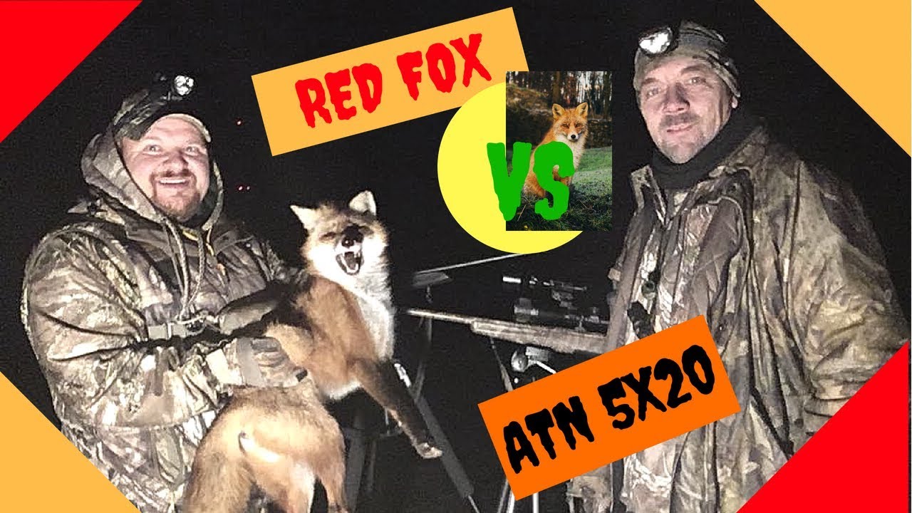 red fox predators red fox predators